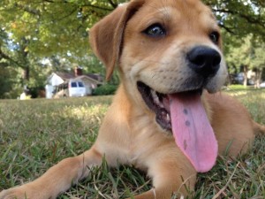 puppy